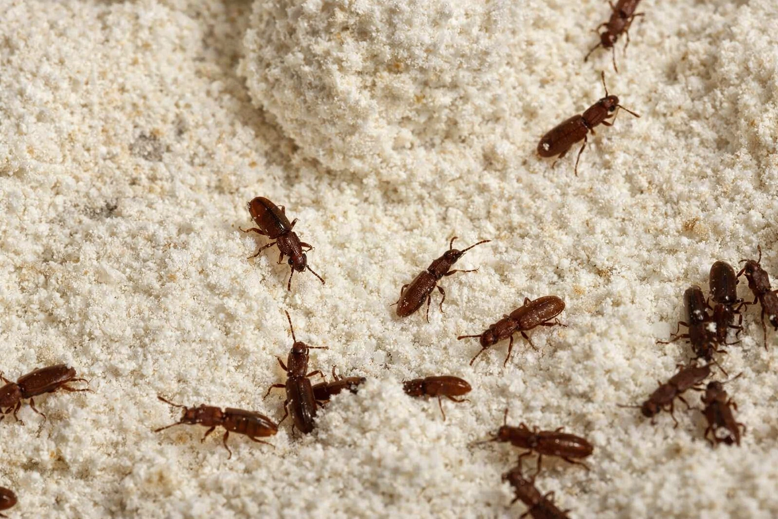 Комахи у крупах що це і чому вони з’являються